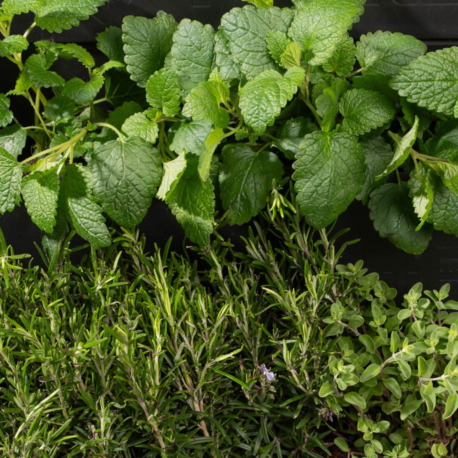 PlantBox - Vertikaler Garten 3 Module