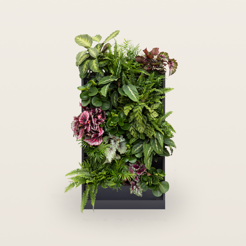 PlantBox - Lebende Wand 5 Module